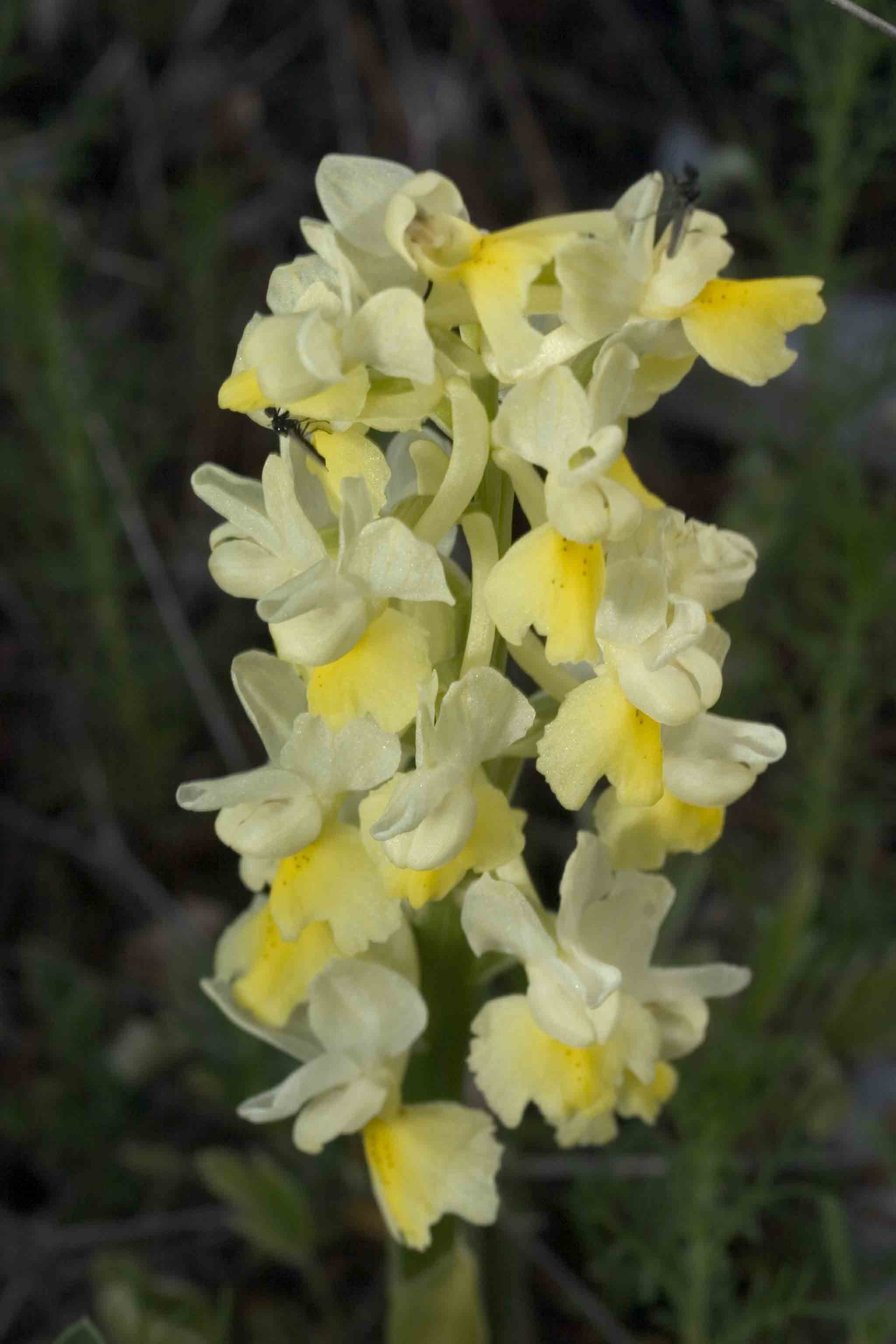 Orchidea abruzzese